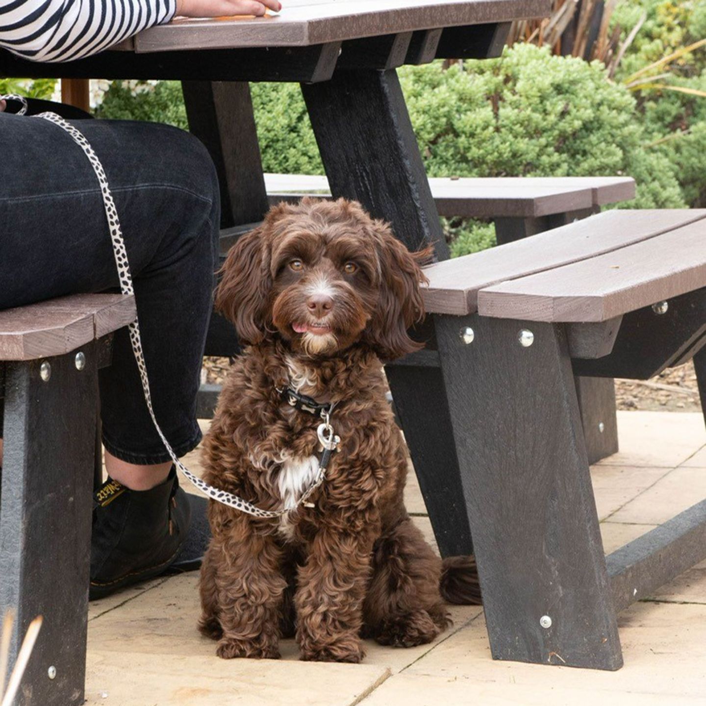 Your local dog friendly pub in Marchwiel, Wrexham